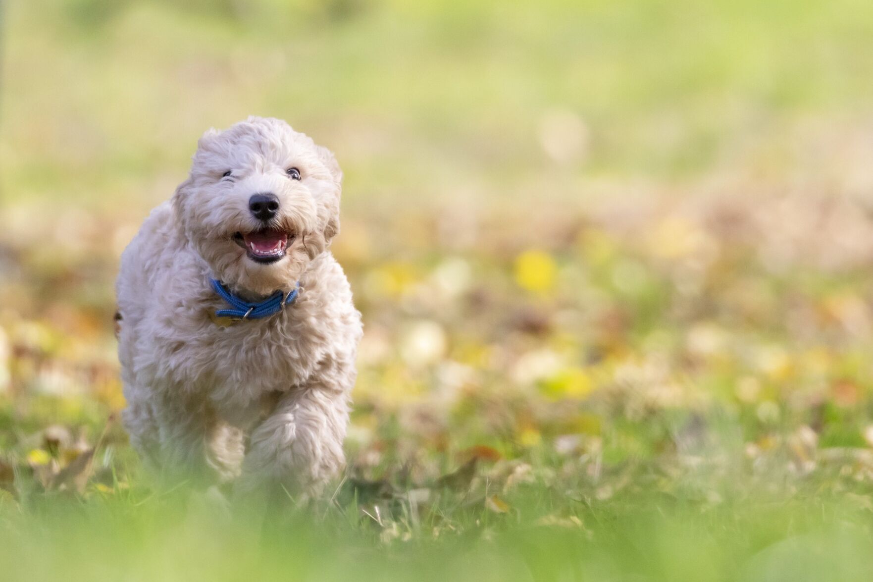 Find dog parks or other places your dog can stretch their legs along your route.